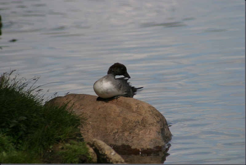 Horst in Edmonton Bird Feeders at Hawrelak Park